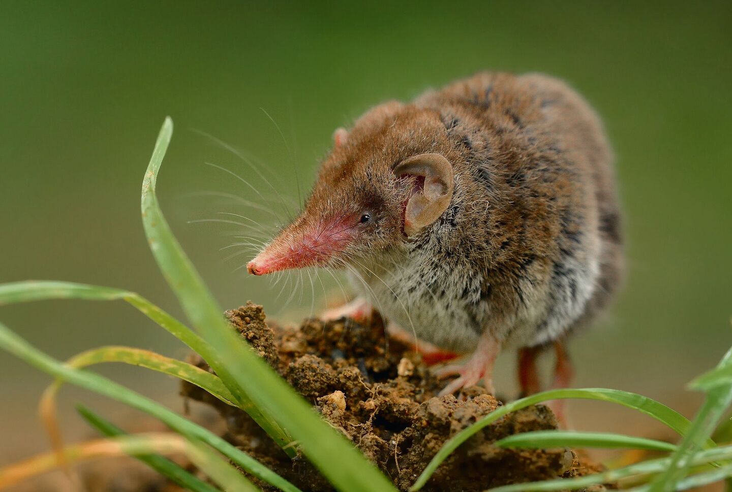Die Gartenspitzmaus ist bei uns besonders häufig.
