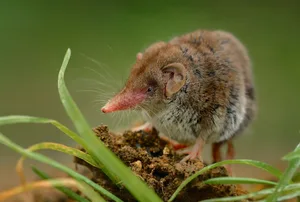 Die Gartenspitzmaus ist bei uns besonders häufig.