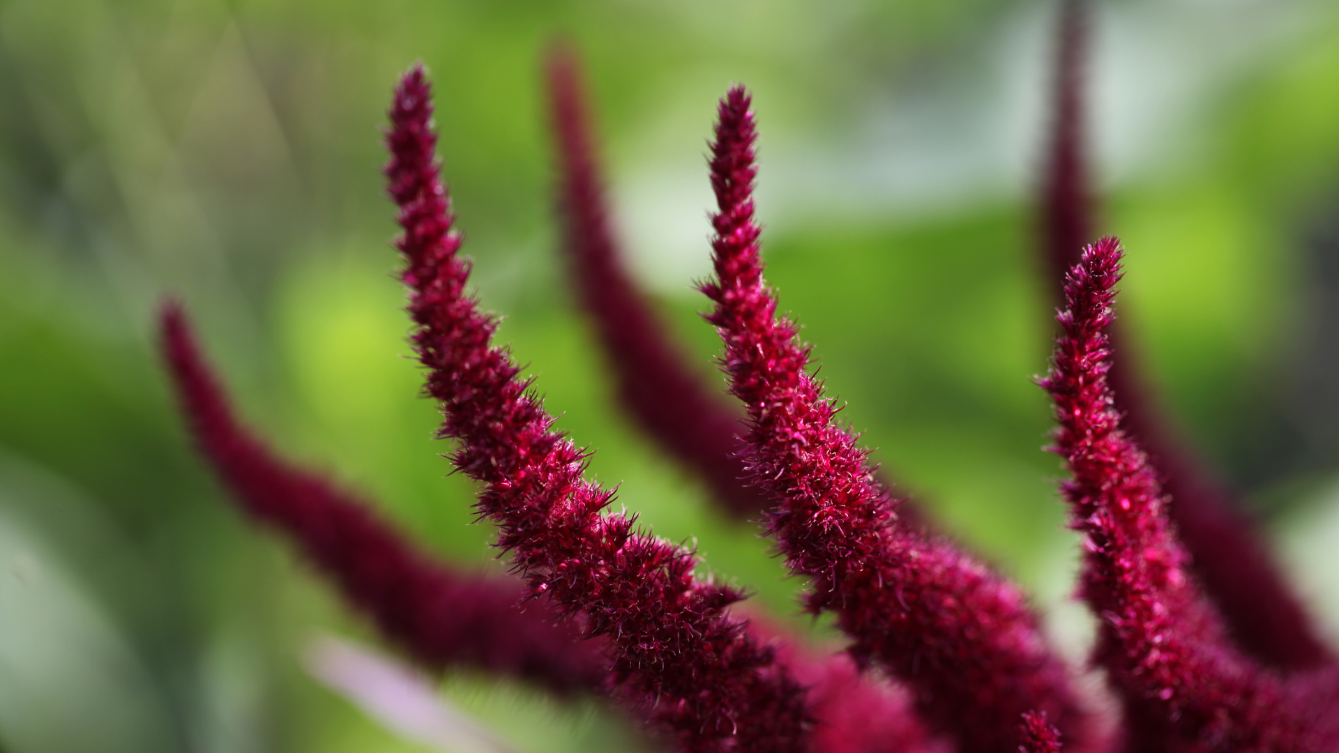 Amarant: Superfood und Landwirtschaftsprodukt im Trend