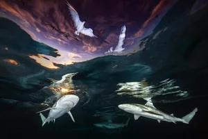 Schwarzspitzen-Riffhaie unter Möwen holen sich den Gesamtsieg: Renee Capozzola aus den USA darf sich dank ihrem in Französisch-Polynesien aufgenommenen Bild nun «Unterwater Photographer of the Year» 2021 nennen. Sie gewinnt auch in der Kategorie «Weitwinkel».