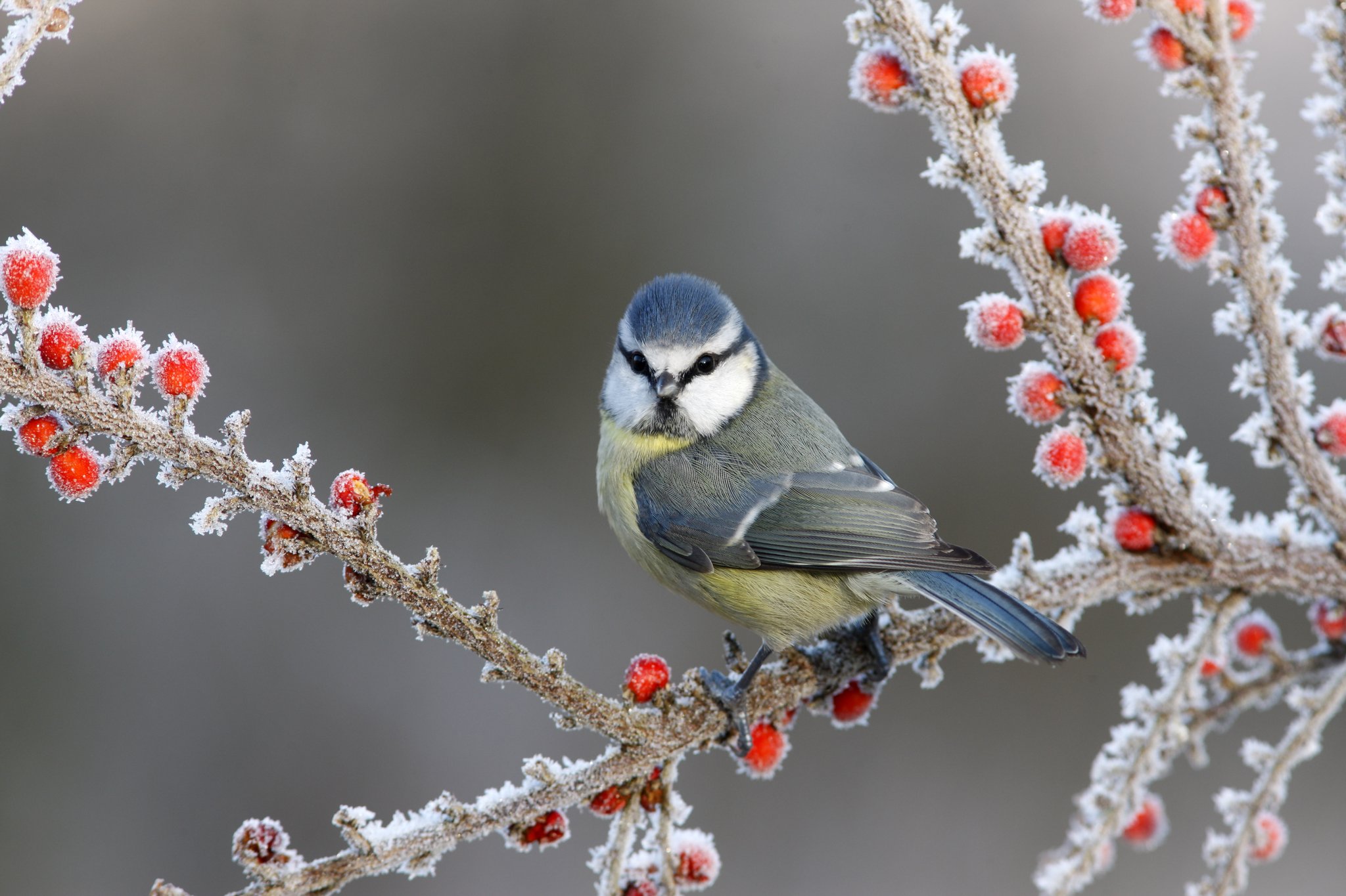 Aktion «Stunde der Wintervögel»