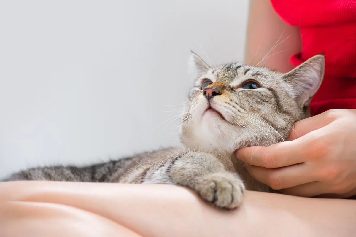 shutterstock_119873842 Felines Herpesvirus (FHV) bei Katzen
