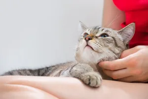 Das feline Herpesvirus ist eine der häufigsten Ursachen für Atemwegserkrankungen bei Katzen.