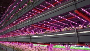 Farbiges LED-Licht verhilft Gemüse beim «Vertical Farming» zu Wachstum.
