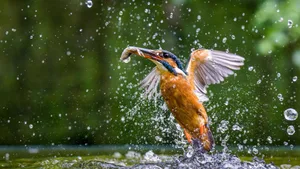 Der Eisvogel ist ein Jäger, der nur in intakten Flusslandschaften überleben kann.