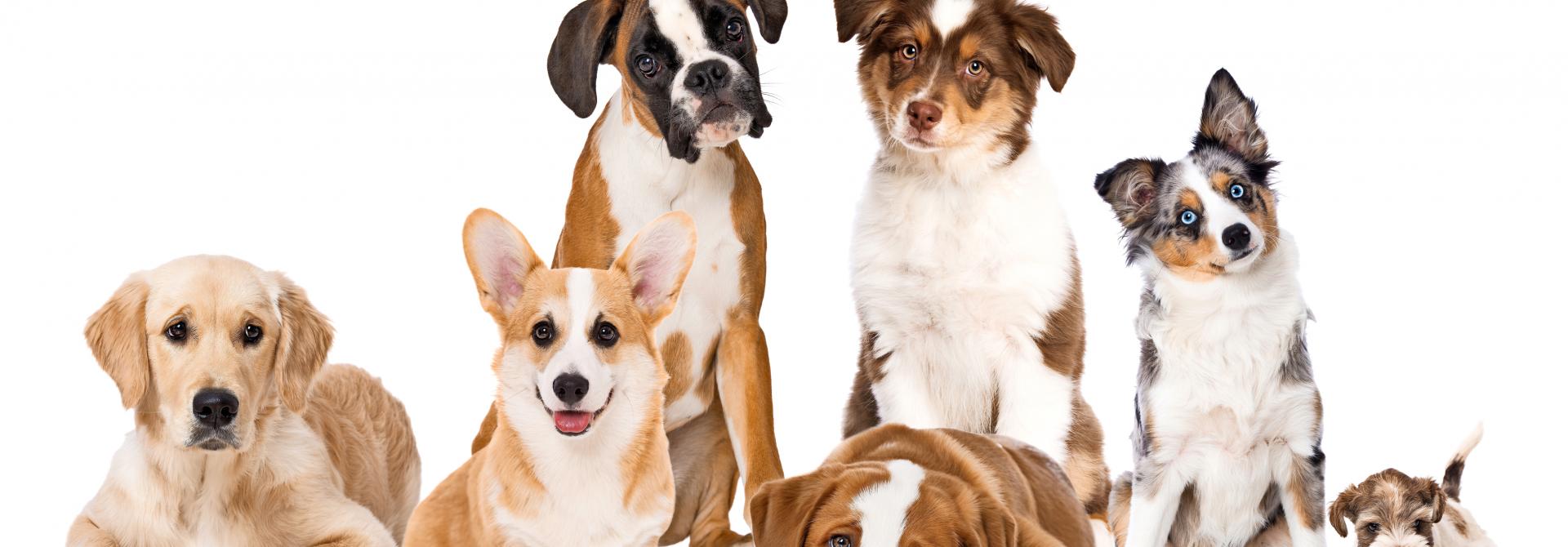 Hunde verschiedener Rassen