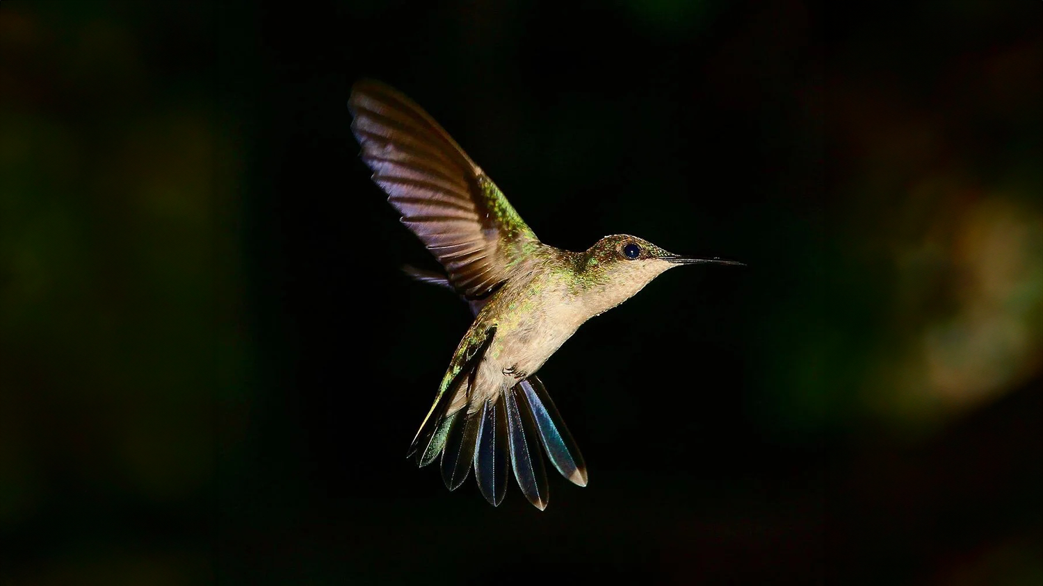Das Leben der farbenprächtigen Kolibris
