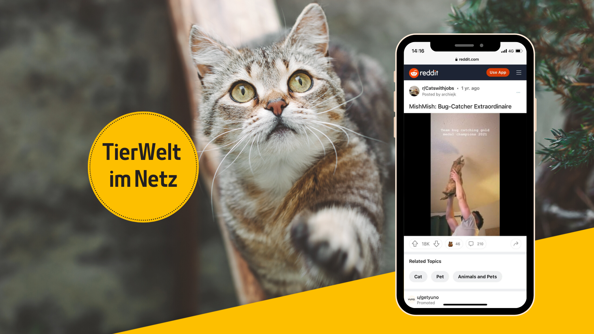 Wer braucht schon Insektenfallen, wenn man eine Katze hat?