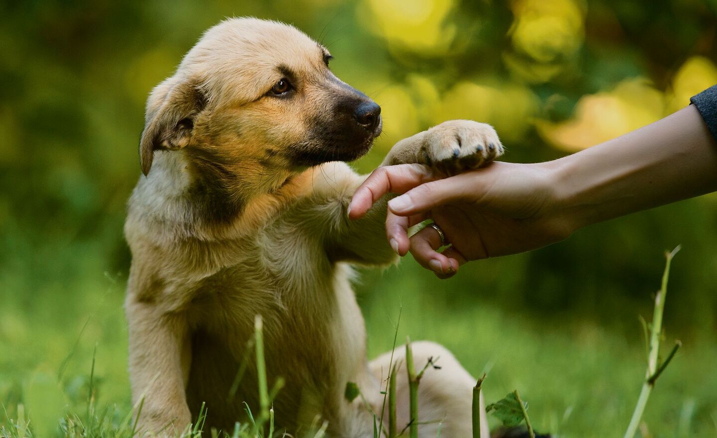 Tiere sind laut Franziska Matti demütig und lügen nie.