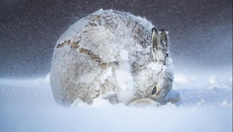 Schneehase