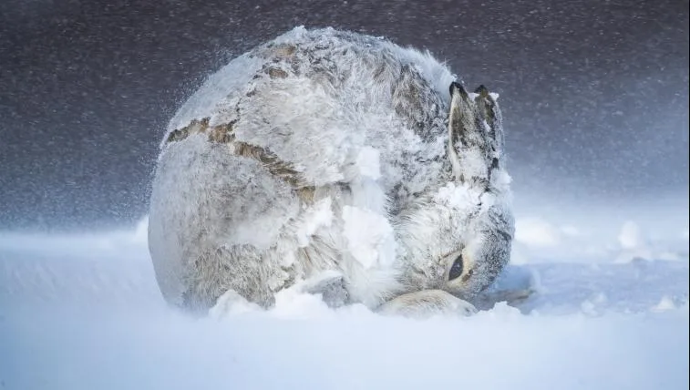 727fea7887d9edc3878f47e50c6c6c0a3fcf3e2f Schneehase