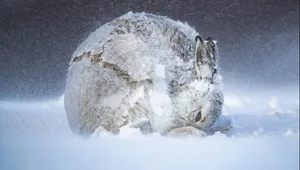 Der Gesamtsieg geht an Andy Parkinson und diesen zusammengerollten Schneehasen in Schottland.