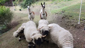 Je nach Wolfspräsenz haben sich Zäune als ergänzender Schutz zu den Lamas bewährt.