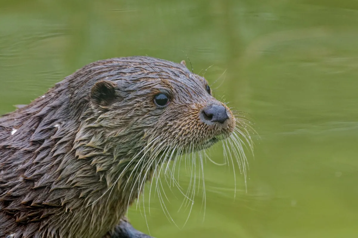 shutterstock_2493832311 Fischotter auf dem Vormarsch: Neue Nachweise in Solothurn und St. Gallen