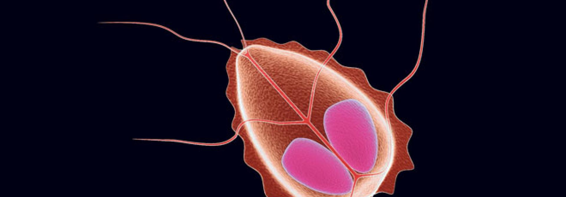 giardia.jpg