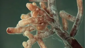 Mykorrhiza-Pilze sind für viele Pflanzen wichtige Partner, mit denen sie eine Symbiose eingehen.