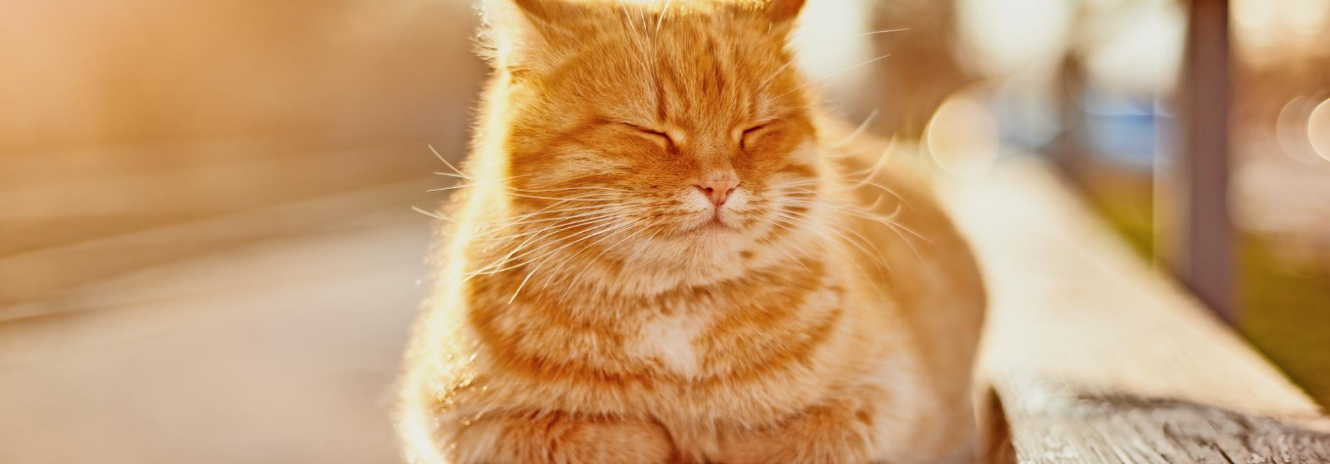 Katze in der Sonne