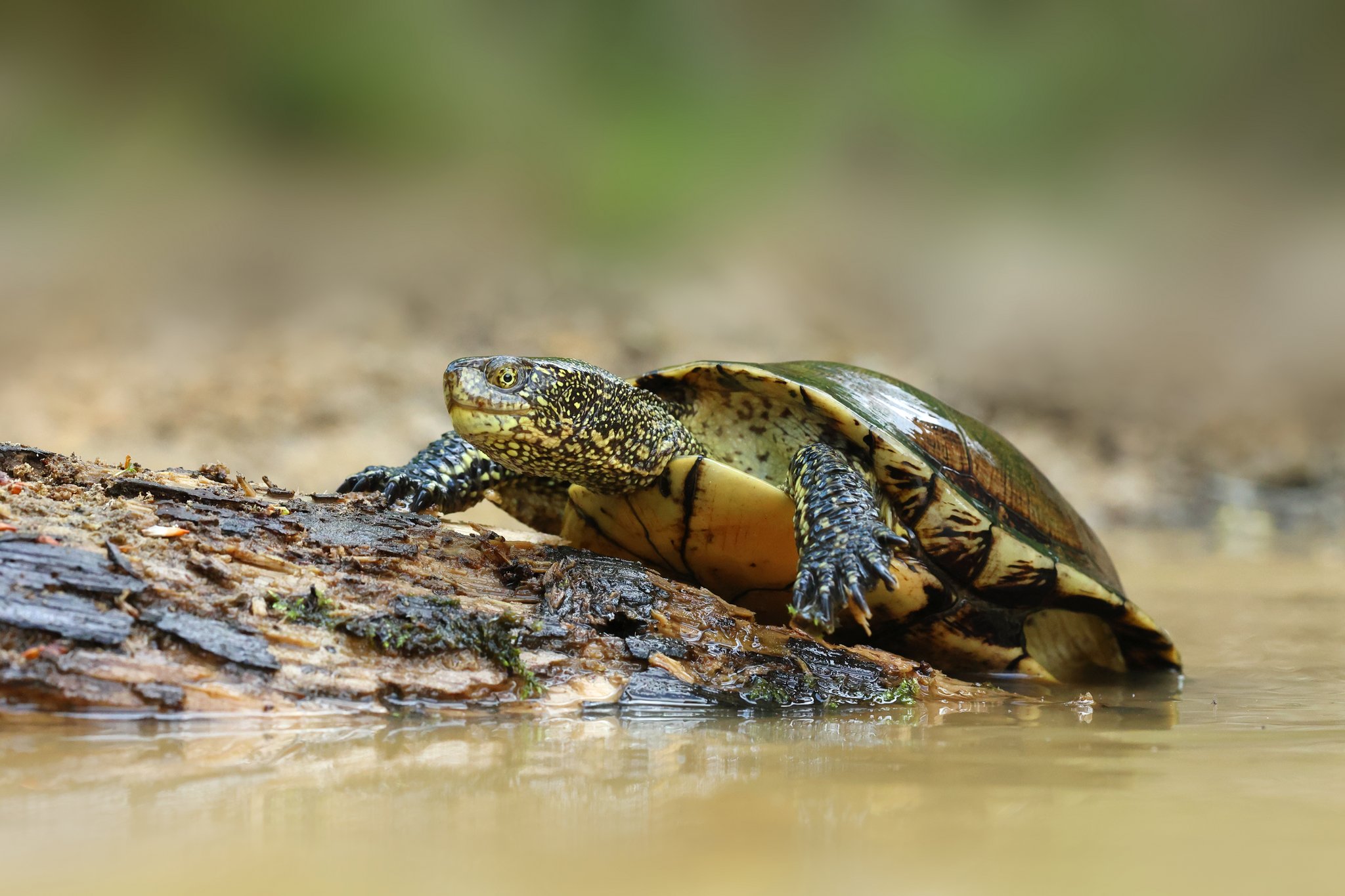 Die Europäische Sumpfschildkröte: Ausgewilderte Seltenheit