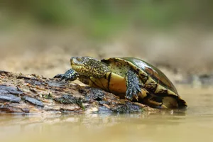 Die Europäische Sumpfschildkröte ist die einzige in der Schweiz einheimische Schildkrötenart.