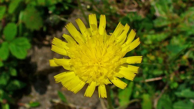 729279da400a886cb1703f1c2cd7db9cd543172b Hieracium_pilosella_HZell-bysa-s.jpg