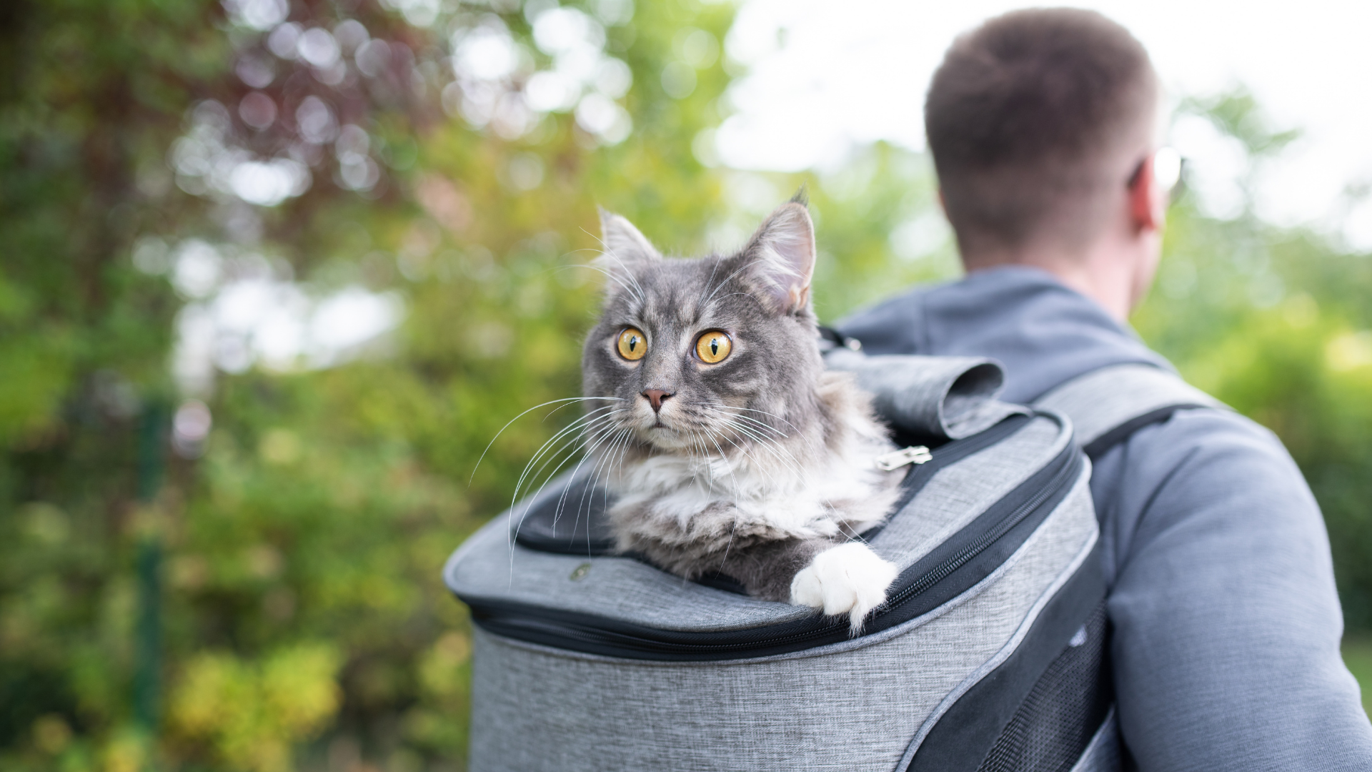 Wandern mit der Katze