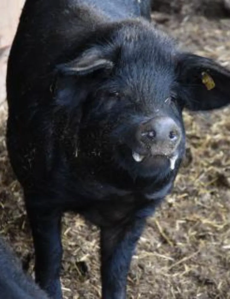 schweine-schwarz Ein Paradies für Schwarze Alpenschweine