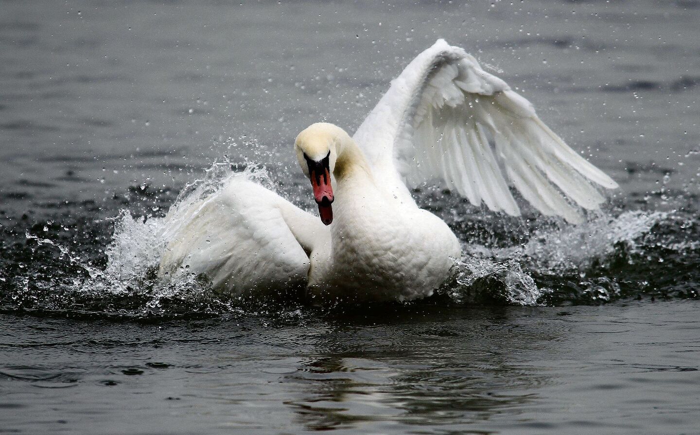 Schlägt ein Schwan zu, können auch Knochen brechen.