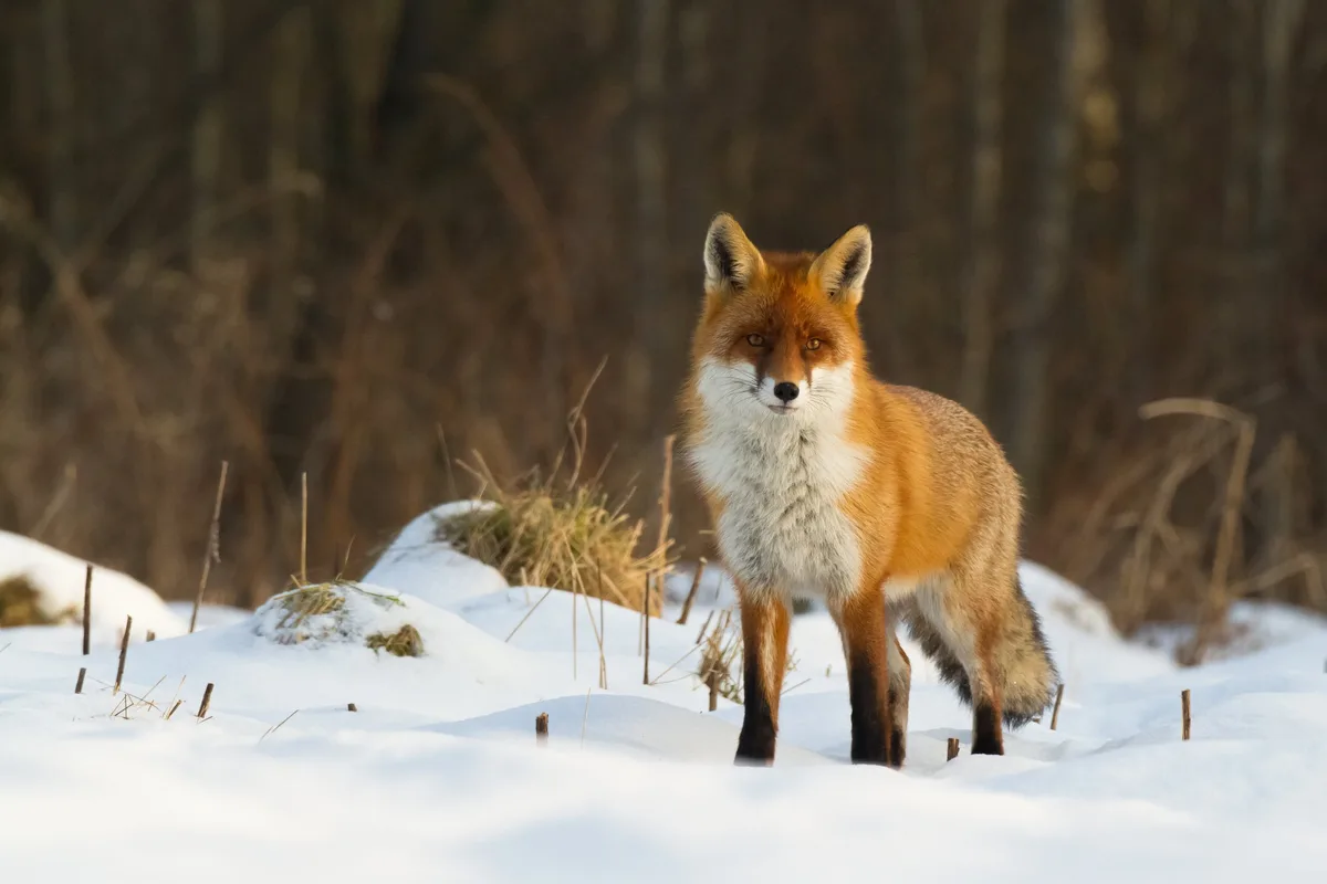 shutterstock_523516969 Stadt, Land, Fuchs: Der Meister der Anpassung