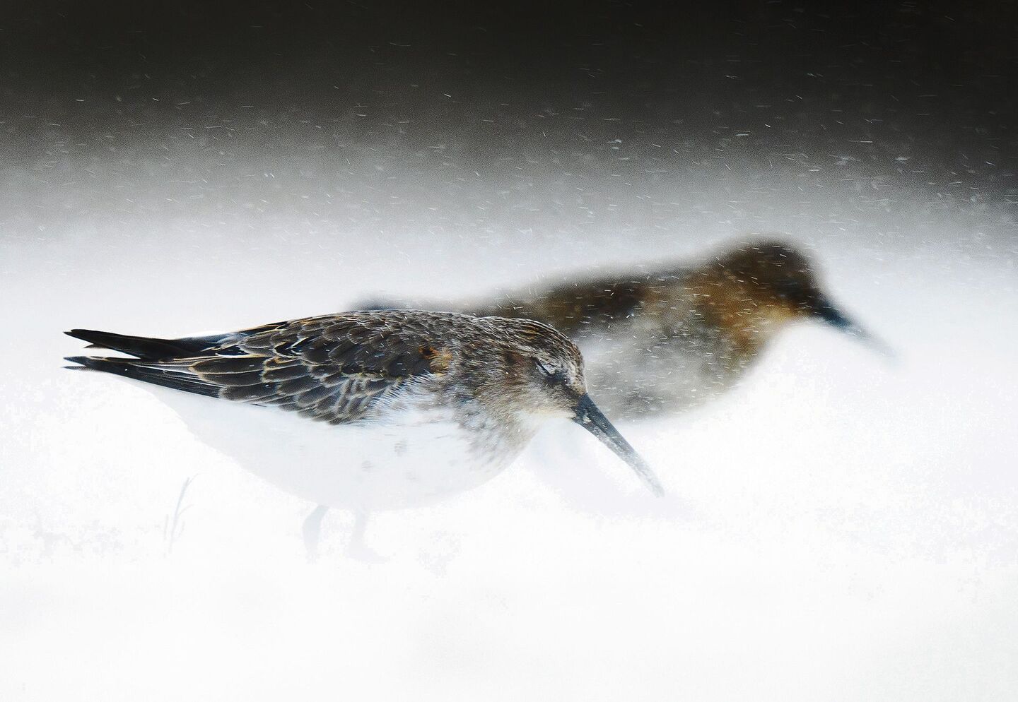 Mit der Aufnahme «Zwischen Blumen und Sonne» gewann Fitze 2021 die Auszeichnung «Young Nature Photographer of the Year».