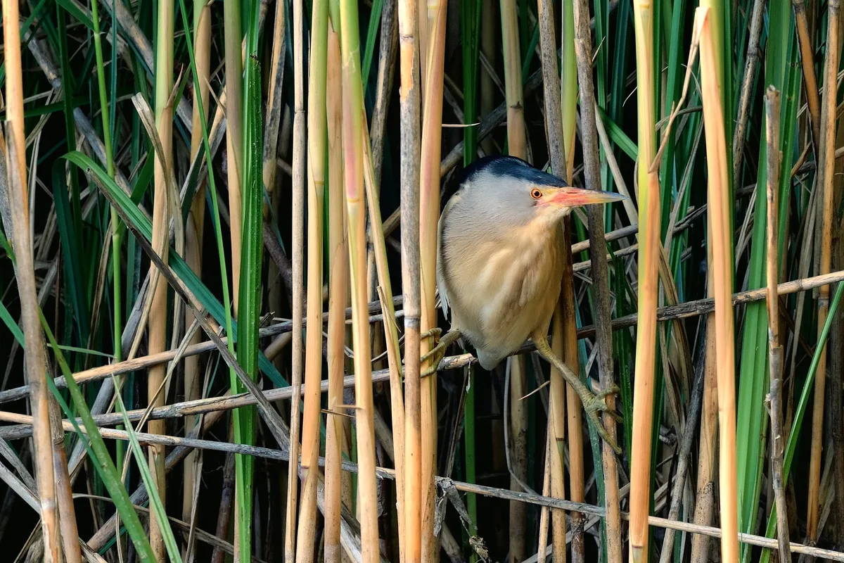 shutterstock_1742304701 Schilfbewohner in Bedrängnis