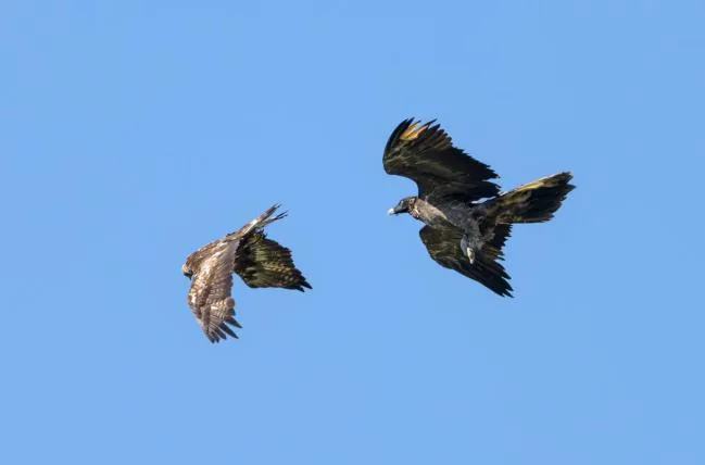 1ca5c7020a11ce6a716e127d0aff873394a39b1d steinadler-bartgeier-kampf-2.jpg