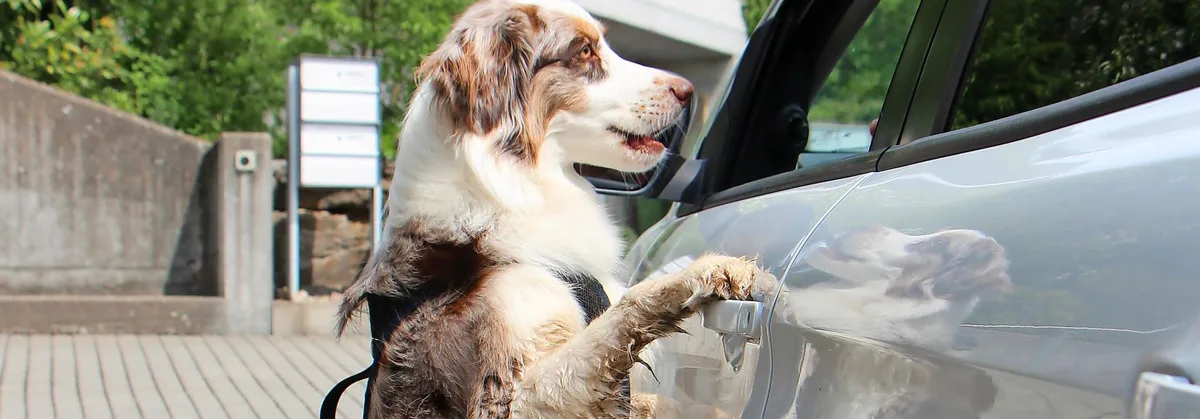 00b033a0613a2f7ced444a7b3657a7c9d1265f3b Hund_Kratzer_Auto1_RH.jpg