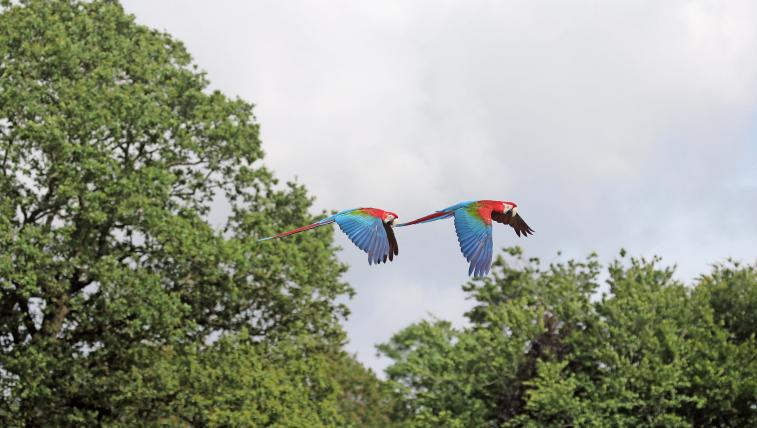 Dunkelrote Aras im Flug