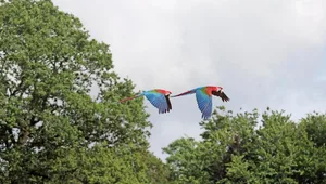 Dunkelrote Aras orientieren sich im Flug an grossen Bäumen.