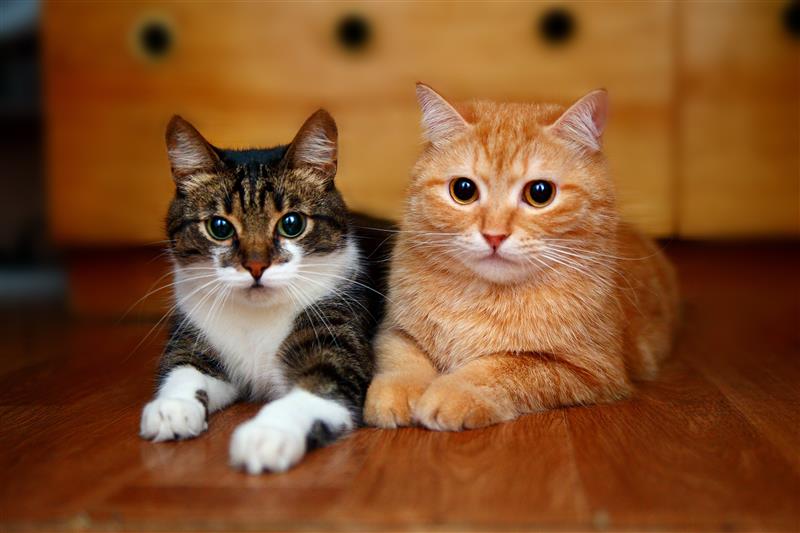 So viele Katzen gibt es in der Schweiz