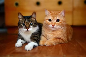 Auf 8.7 Millionen Schweizerinnen und Schweizer kommen 1.8 Millionen Katzen.
