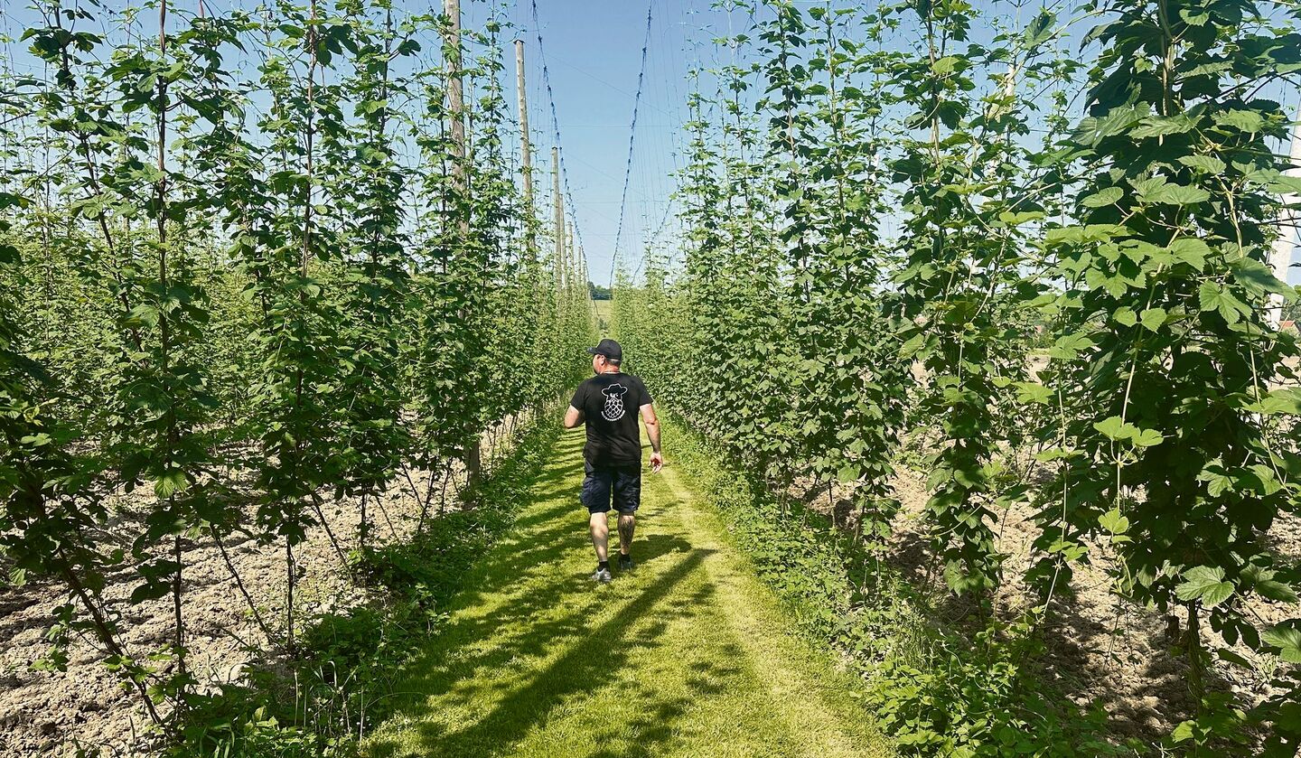 Die Reutimanns gehören mit ihren4,8 Hektaren zu den grössten Hopfen-bauern der Schweiz.
