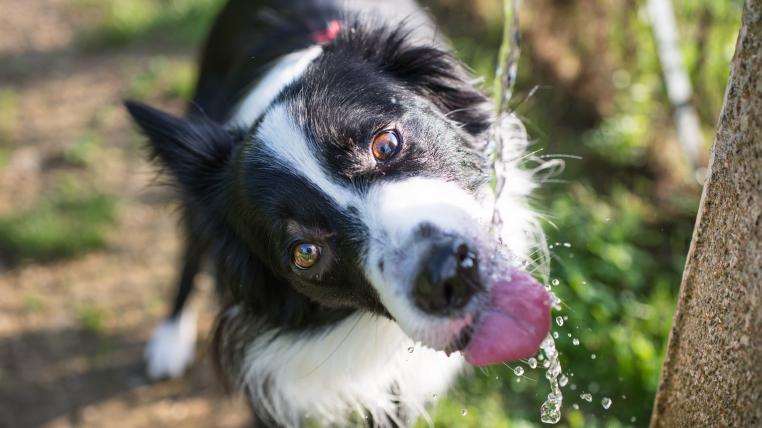 Hund trinkt von Brunnen