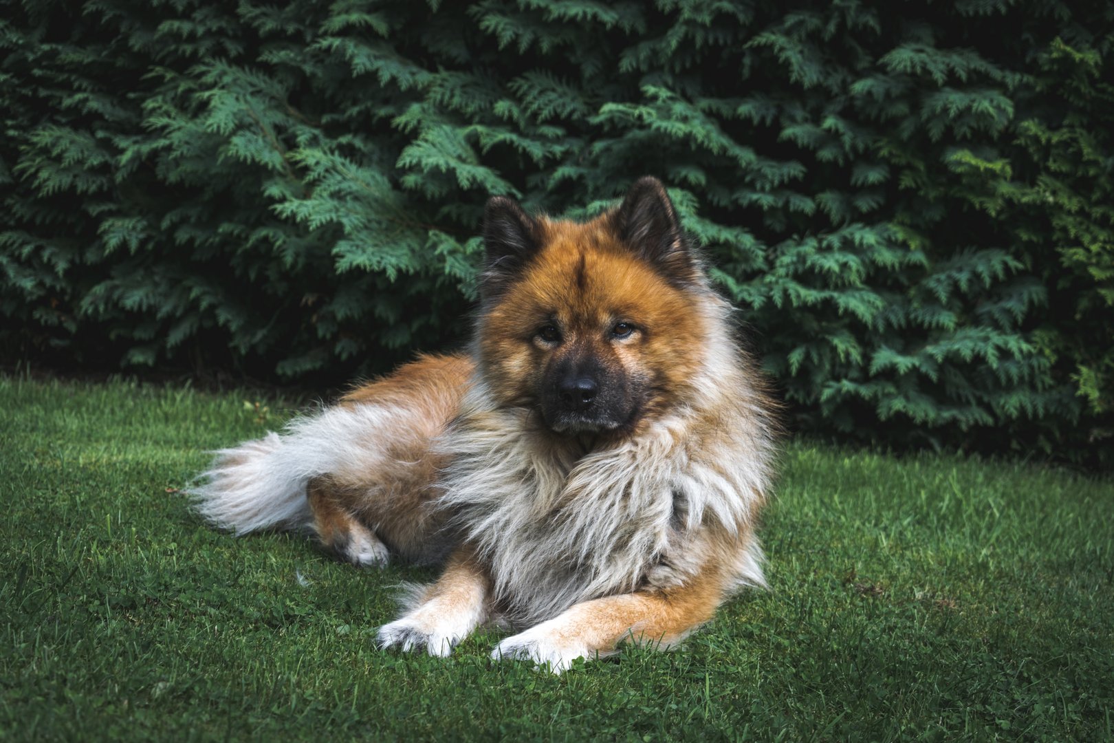 Eurasier: Der stille Wächter mit der Löwenmähne