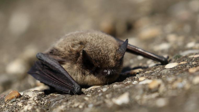 Zwergfledermaus