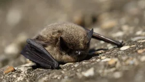 Die Zwergfledermaus (Pipistrellus pipistrellus) ist die häufigste Fledermaus der Schweiz.