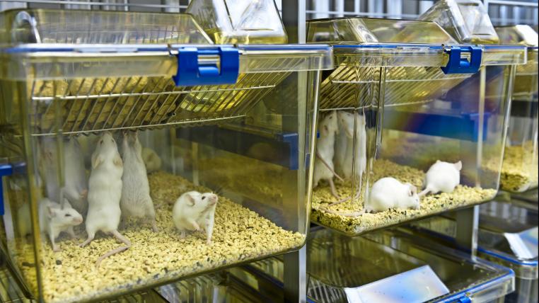 Ratten im Labor