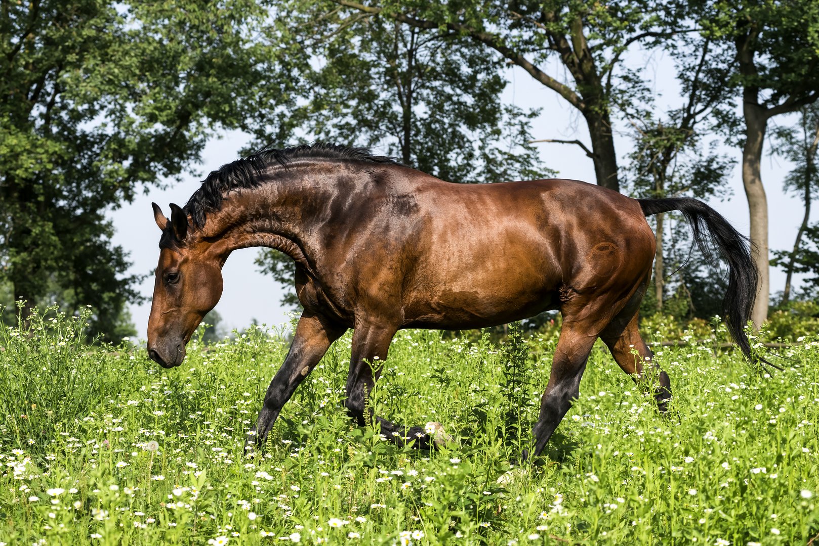 Maremmano: Das robuste Pferd der toskanischen Cowboys (Butteri)