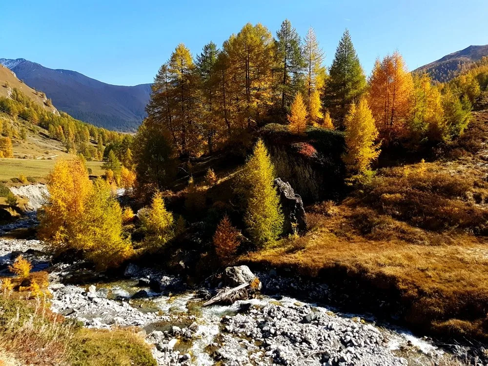 shutterstock_2671942729 Wenn Lärchen die Berge in Gold tauchen
