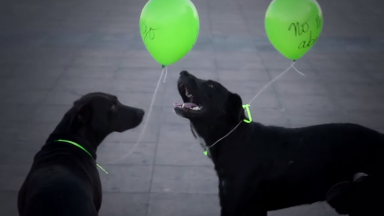 ballonhunde.png