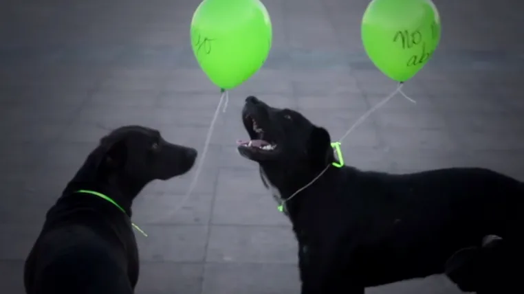 25d6bd371cda9e6eaf362ad03e62381a96d19790 ballonhunde.png