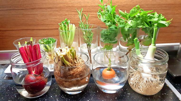 Regrowing Pflanzen züchten aus Gemüseresten