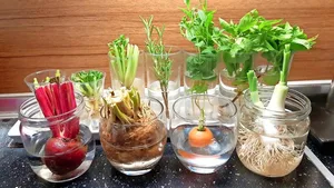 Regrowing heisst der Trend, aus einem Salatstrunk oder Wurzeln von Frühlingszwiebeln wieder Essbares zu ziehen.
