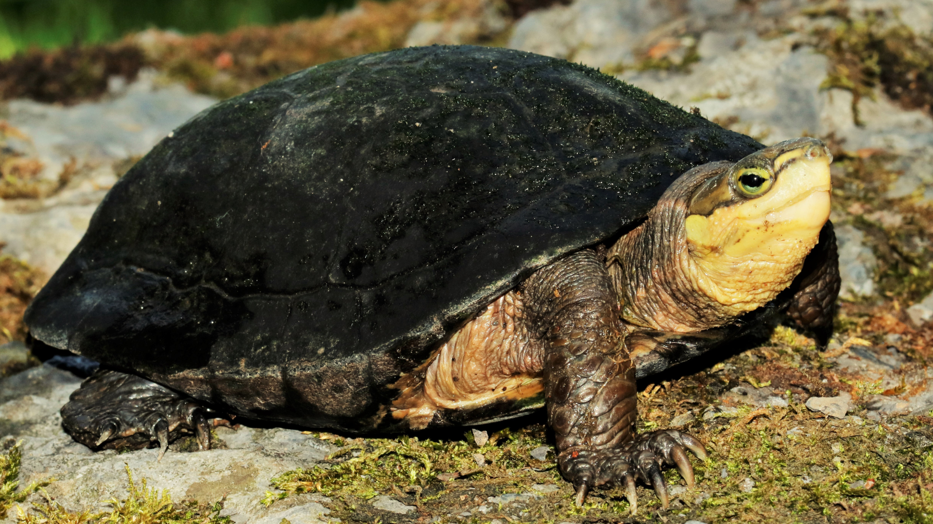 Jedes fünfte Reptil ist gefährdet