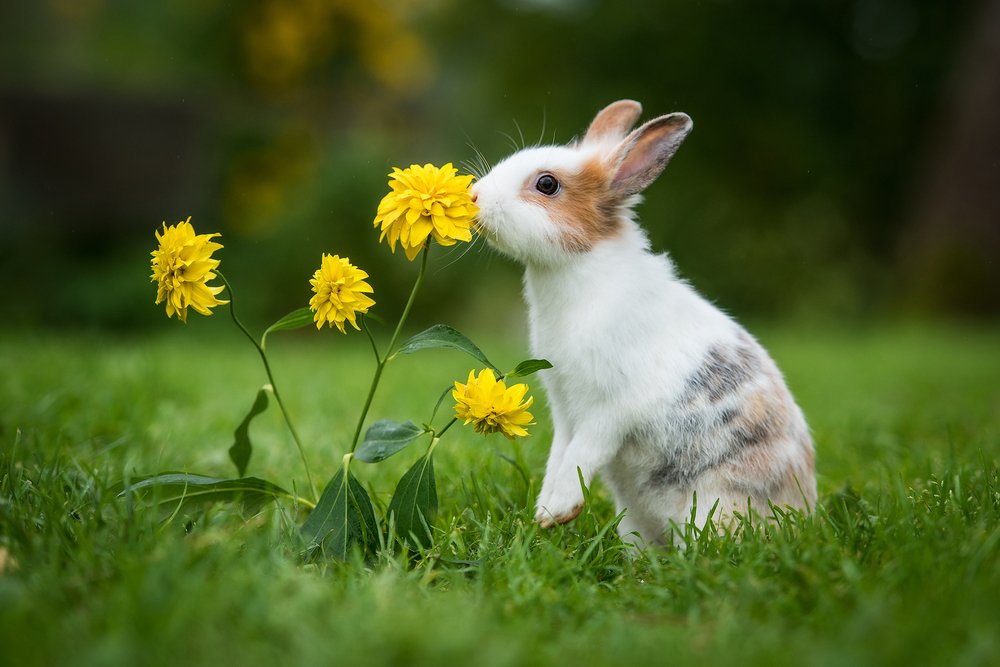 So schütze ich mein Kaninchen vor der tödlichen Kaninchenseuche